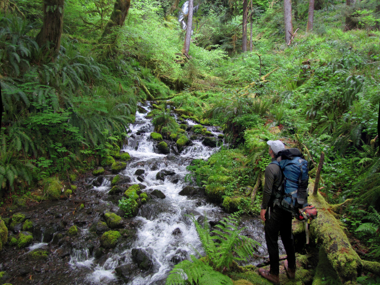 Waterfalls in olympic peninsula