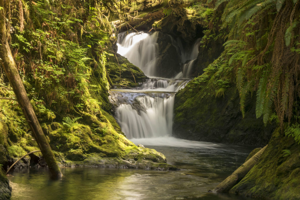 Willaby Creek Waterfall Quinault Rain Forest on the Olympic Peninsula
