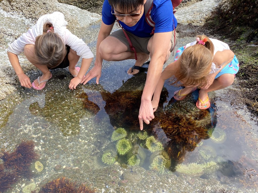 family tidepooling on the Olympic Peninsula, WA