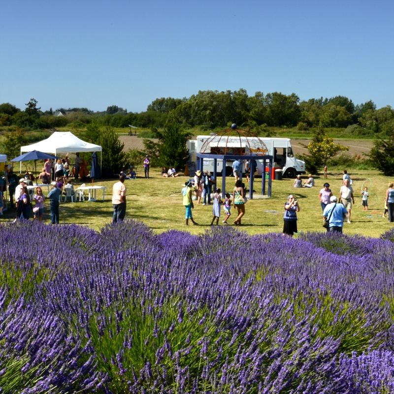 Jardin du Soleil Lavender Festival