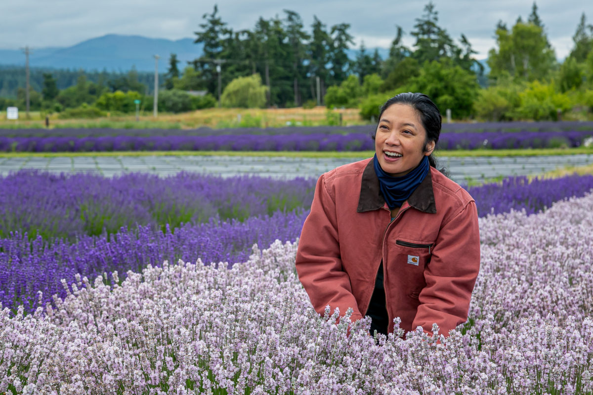 Sequim Lavender Weekend The Olympic Peninsula, WA