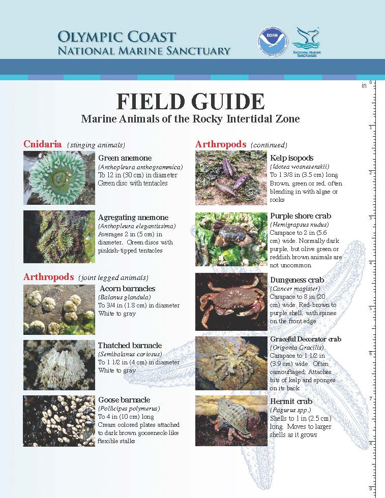 Olympic Coast National Marine Sanctuary Field Guide
