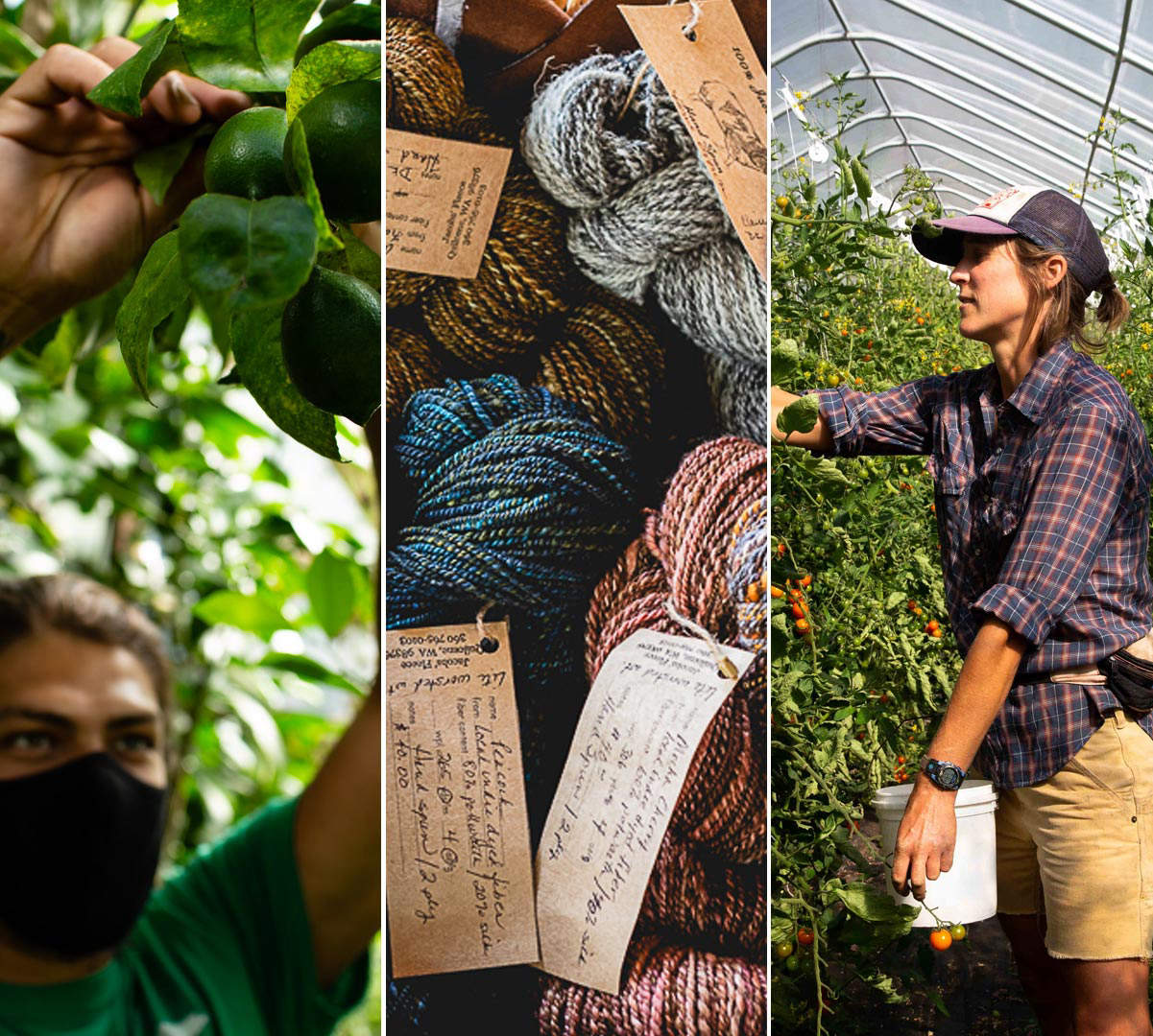 A trio of photos showing a man pruning, a collection of wool yarn, and a woman harvesting tomatoes in a greenhouse