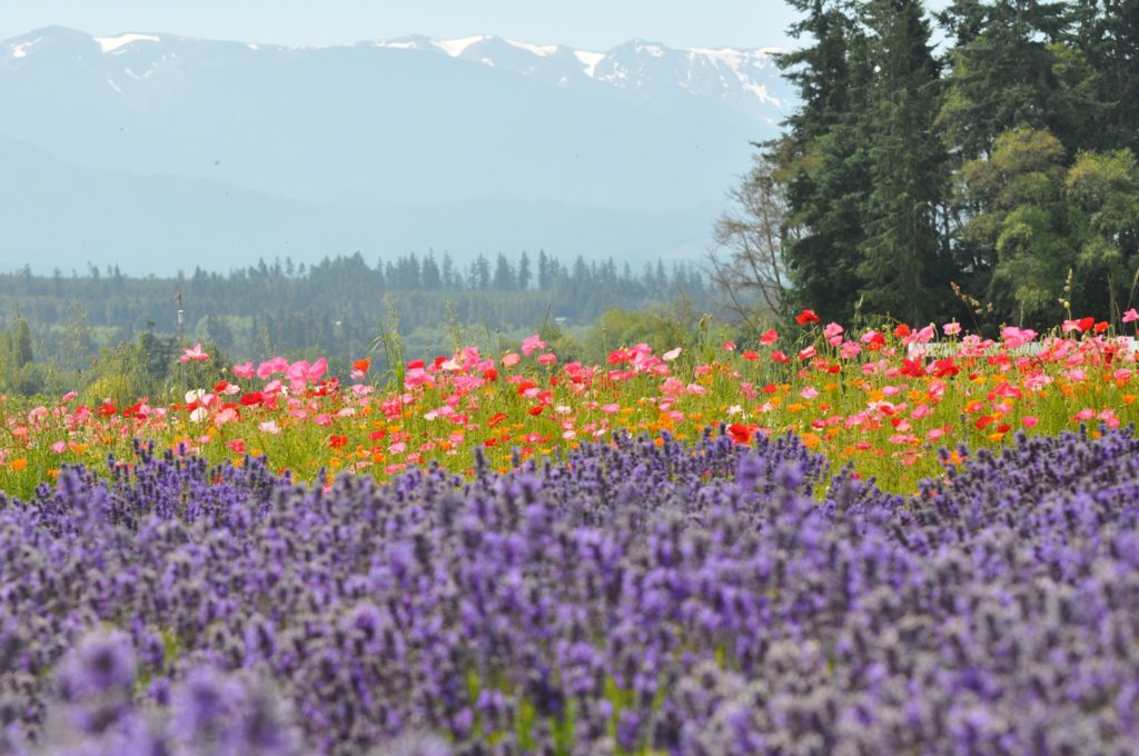 Washington Lavender Festival The Olympic Peninsula, WA