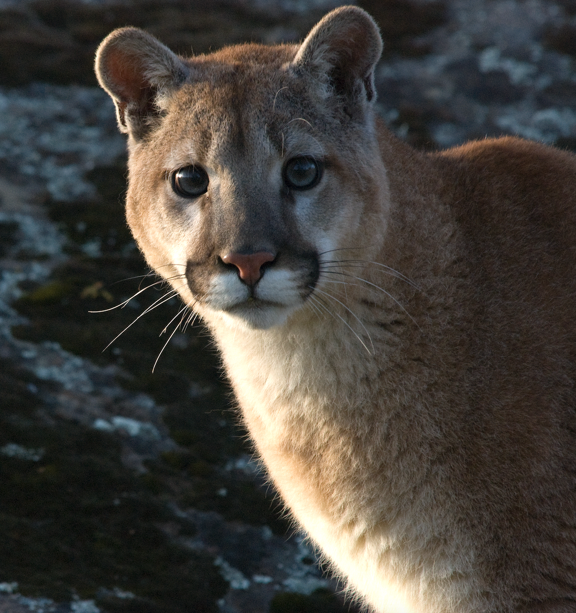 Cougar