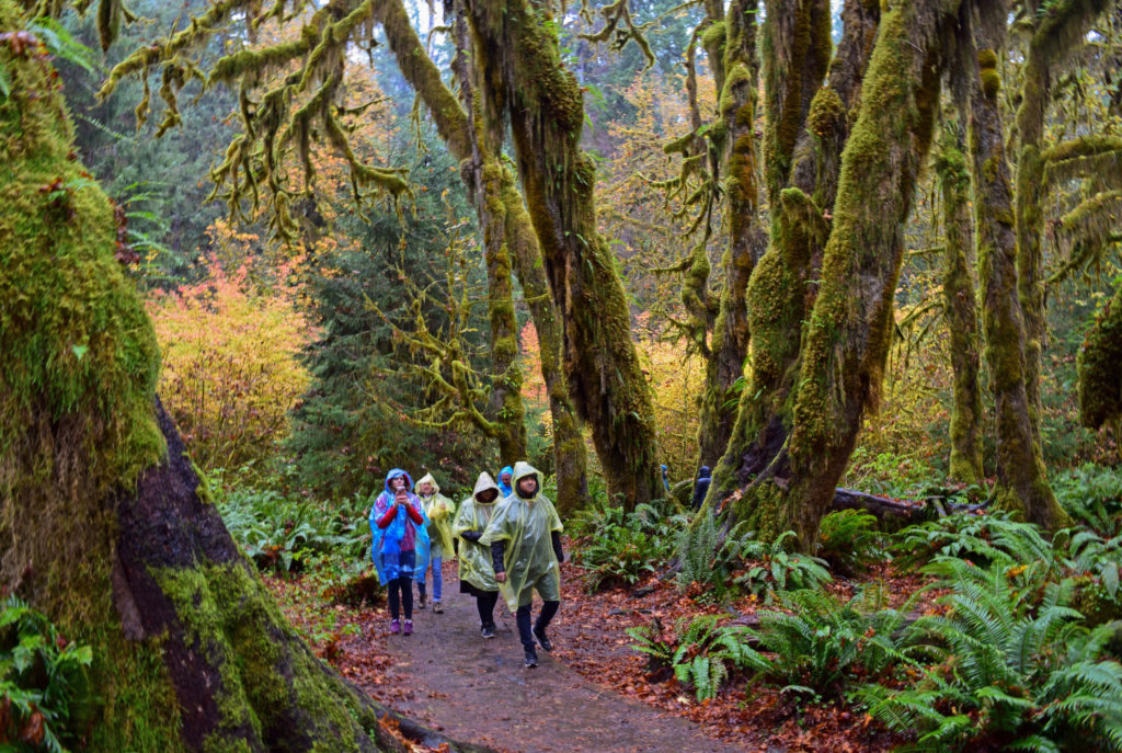 People wearing rain ponchos walk through a mossy forest