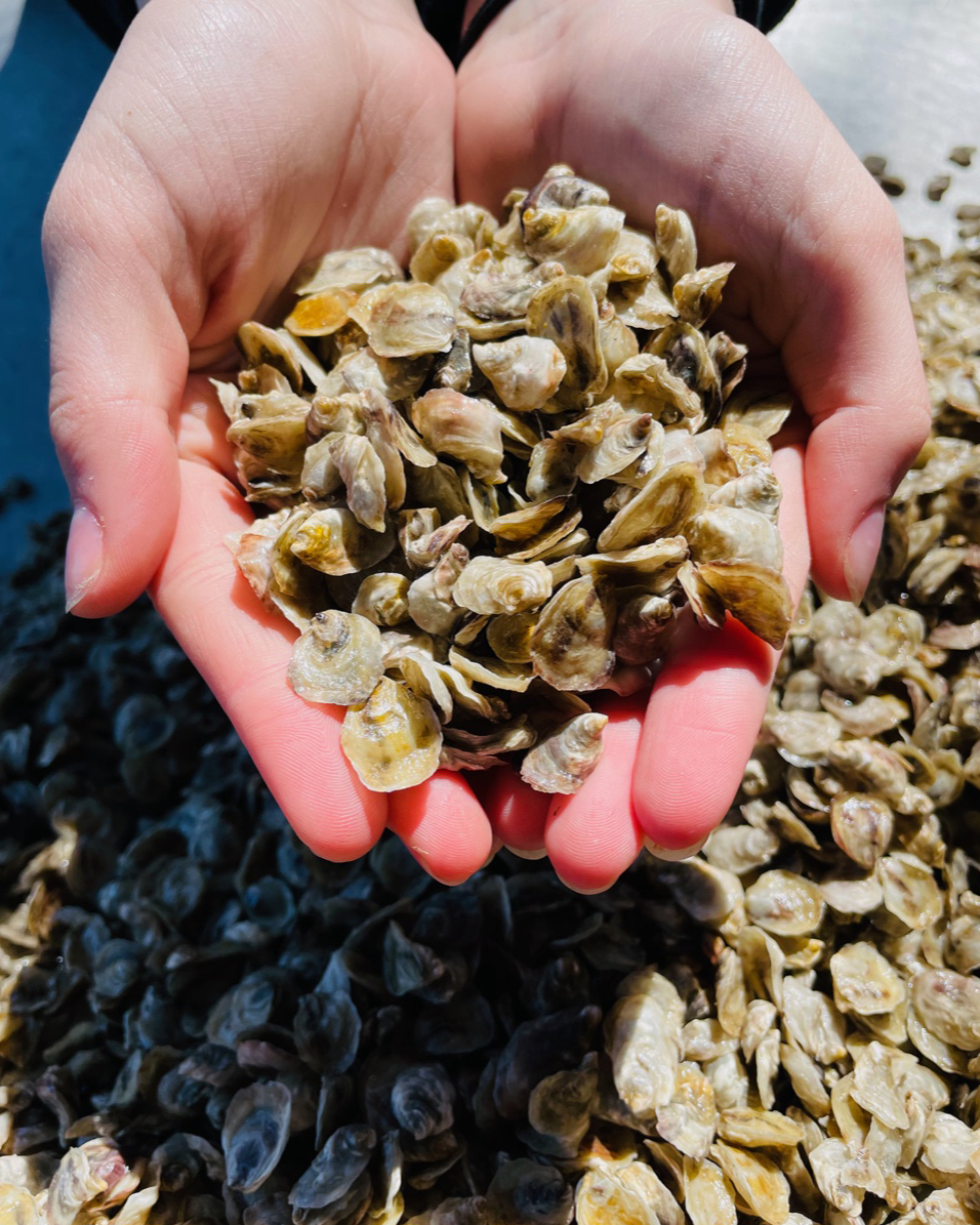 A Guide to Oysters on the Olympic Peninsula, WA