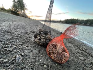 Two nets laying on beach full of oysters.