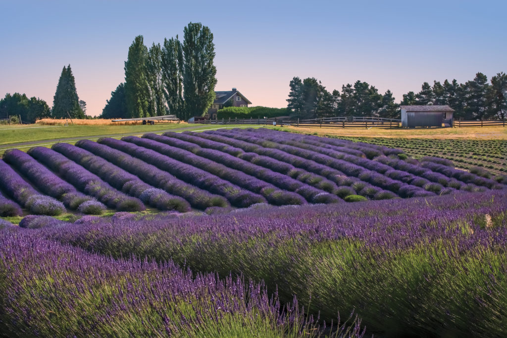Rows of lavender growing on a hill