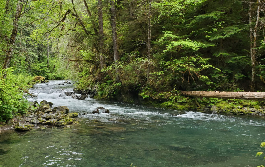The Quilcene River flowing through green trees into a deeper pool