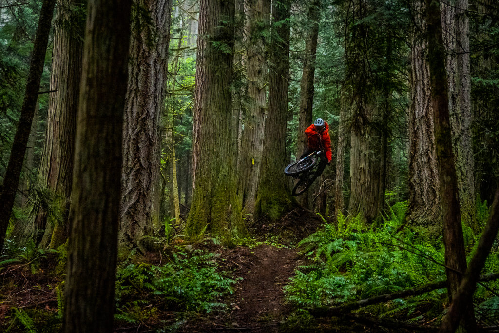 A mountain biker jumps a hill on a trail in the forest near Port Angeles.