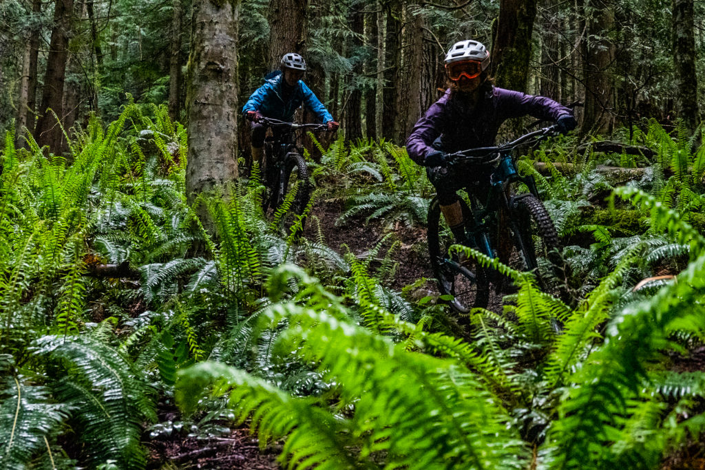 Two bicyclists ride through a forest of ferns on the Olympic Discovery Trail.