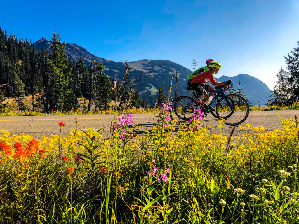 Two bicyclists ride up Hurricane Hill Road with flowers in the foreground and mountains in the background.