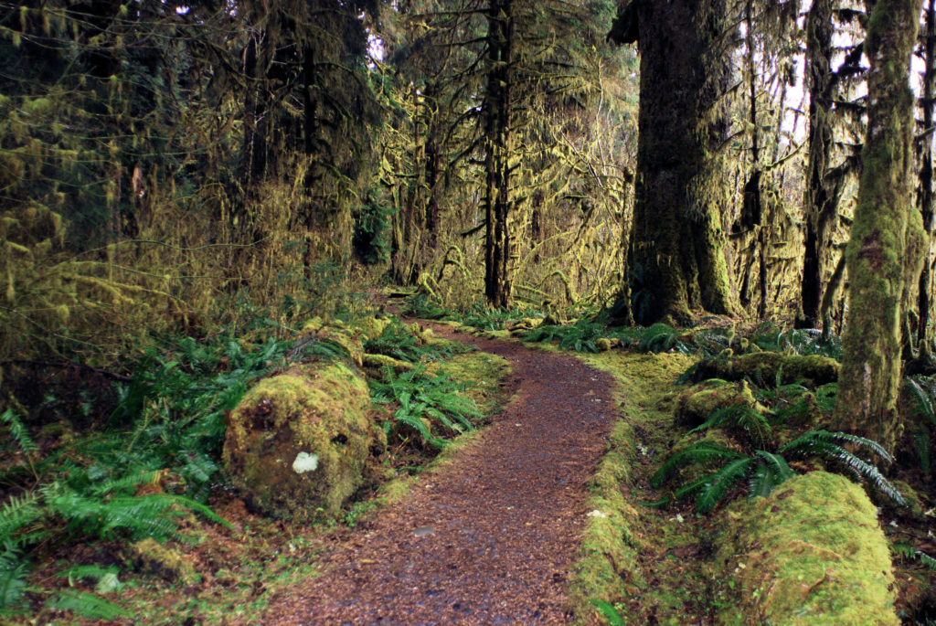 A forest path with mossy trees and ferns