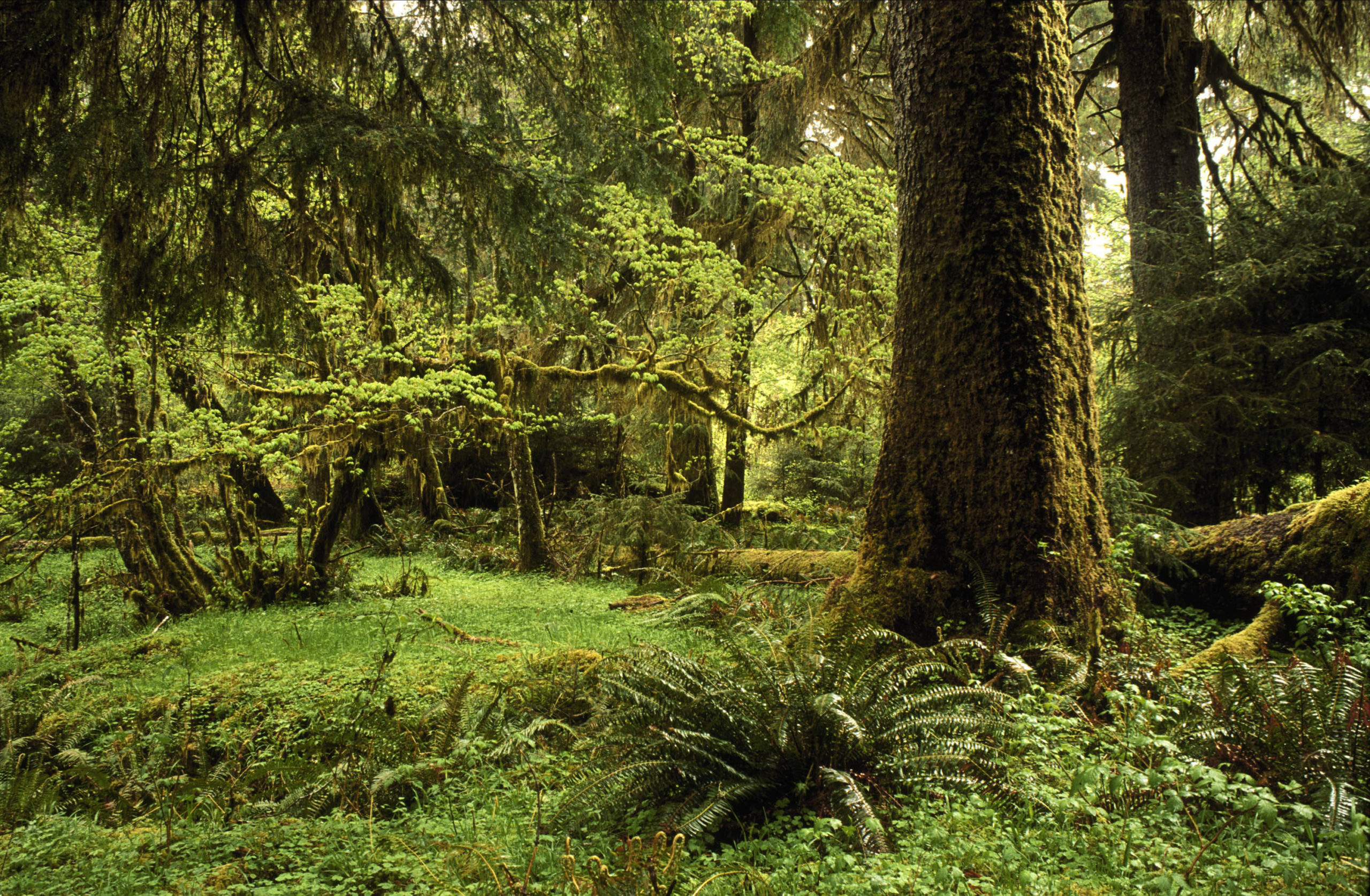 Forest 80. Тропический лес. Лес волна. Тропический лес в Дагестане. Дождевой лес Хох США.