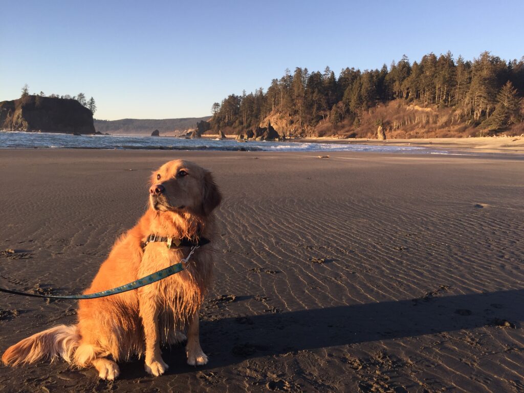 Photo of a dog on a beach. 