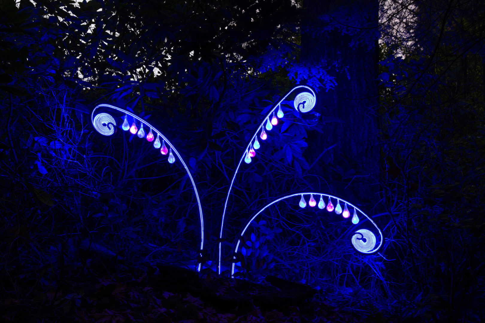 Wintertide Light Art Experience The Olympic Peninsula, WA