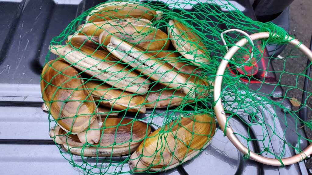 A net with razor clams in it