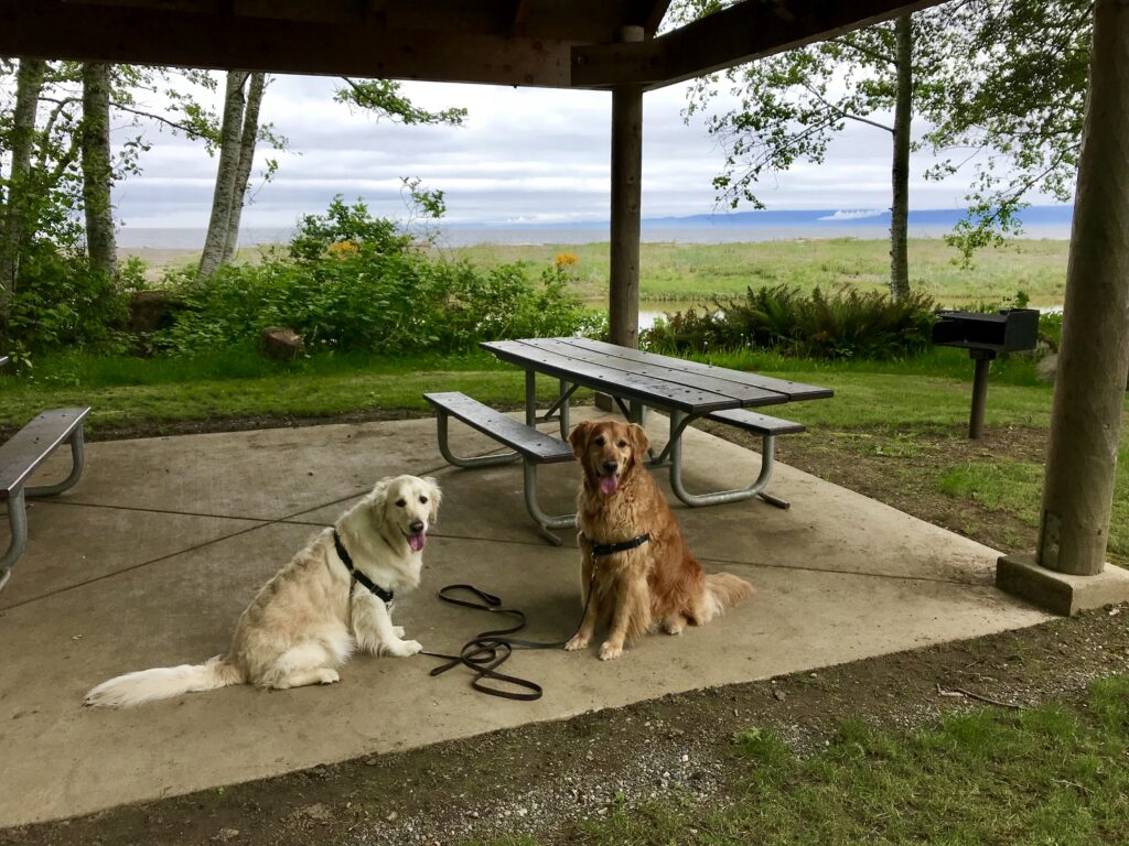Two dogs sitting underneath Clallam Bay Spit Picnic Shelter during family roadtrip to Nortwestern Edge of Olympic Peninsula. 