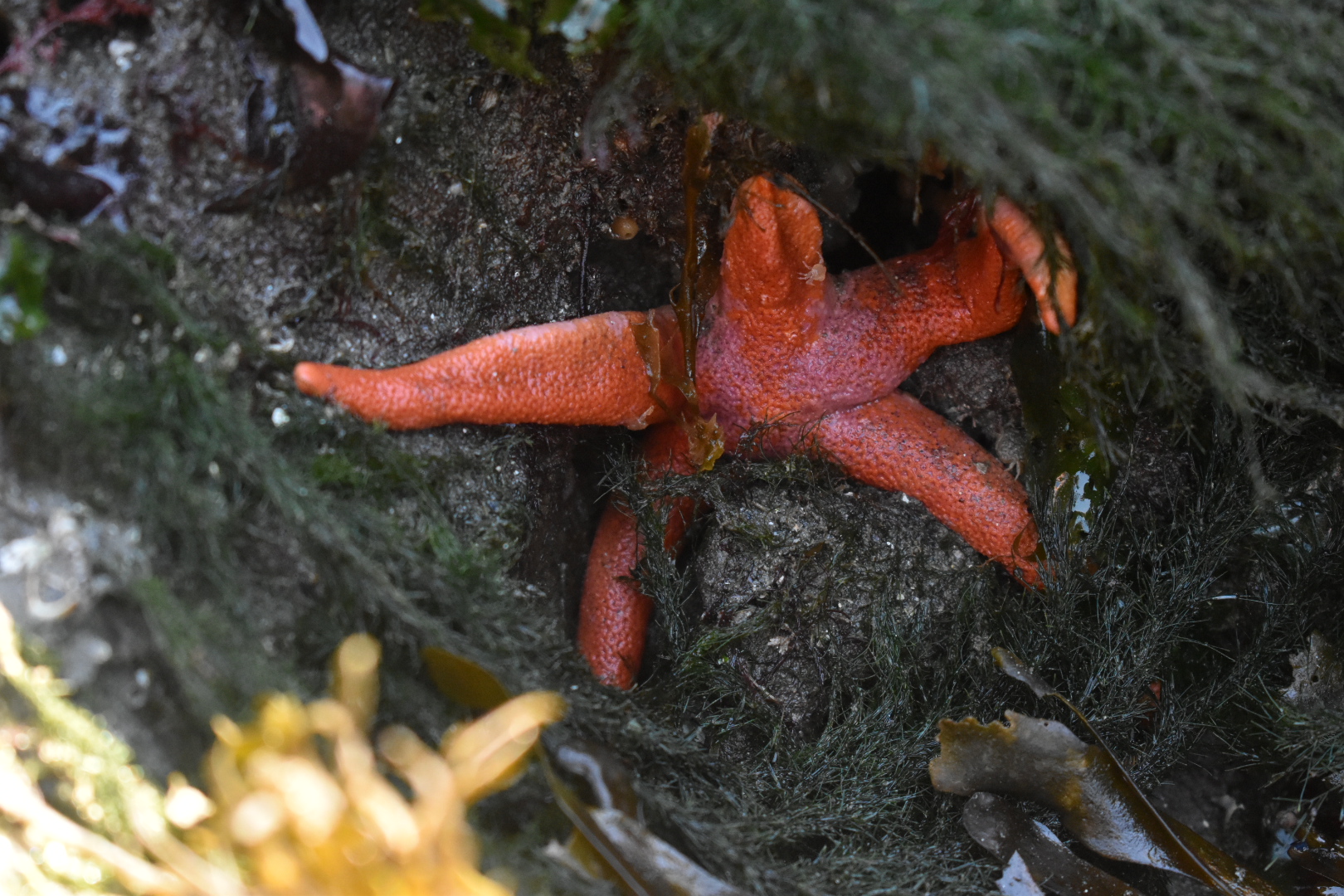 Picture of a Blood Star found during an adventure on the Olympic Peninsula.