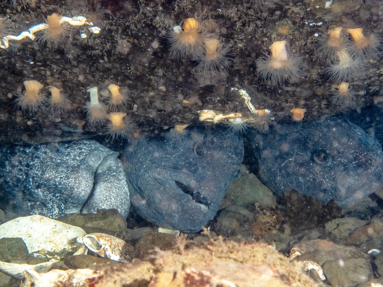 Fill Your Days with Enticing Adventures on Hood Canal and South Puget Sound by scuba diving with wolf eels. 