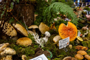 Photo of mushrooms on forest floor