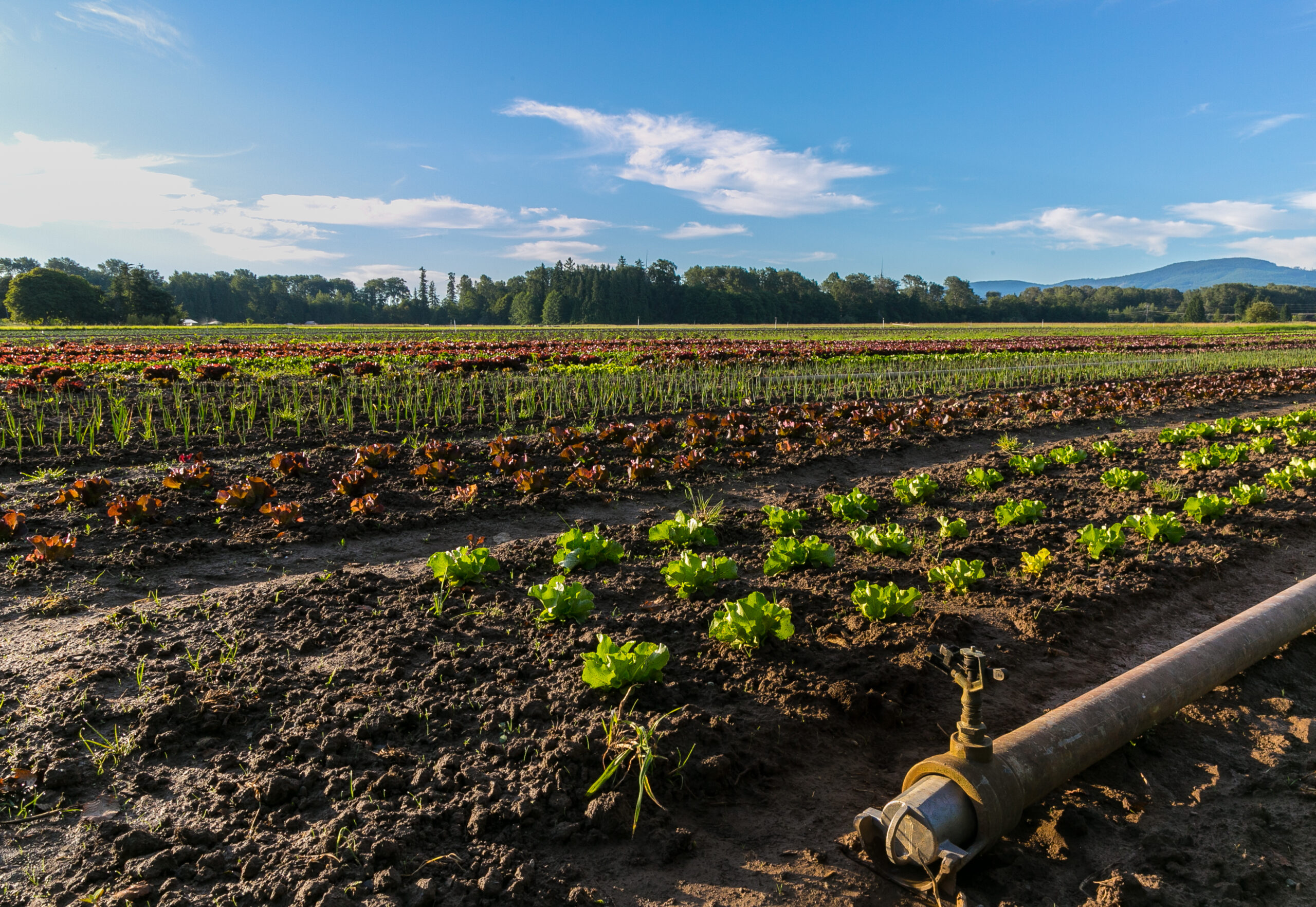 Sequim Farm Field -The Bounty of the Sequim Dungeness Valley