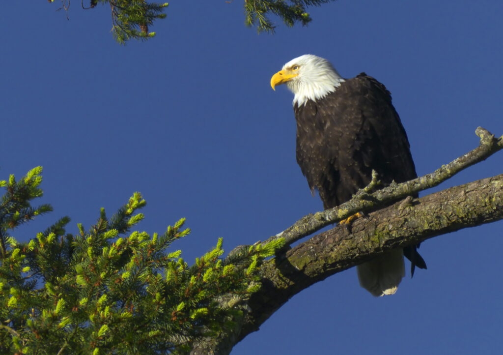 Photo of a bald eagle perched in a tree