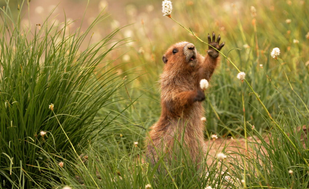 Photo of an Olympic Peninsula Marmot reaching for a plant.