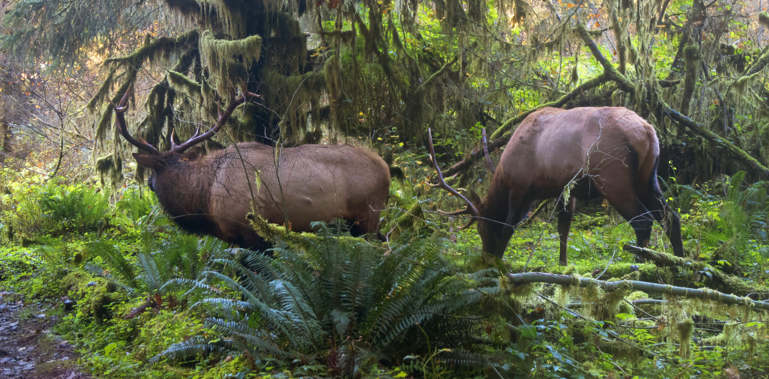 Photo of Two Elk in the Hoh Rain Forest - Celebrating Native American Heritage on the Olympic Peninsula