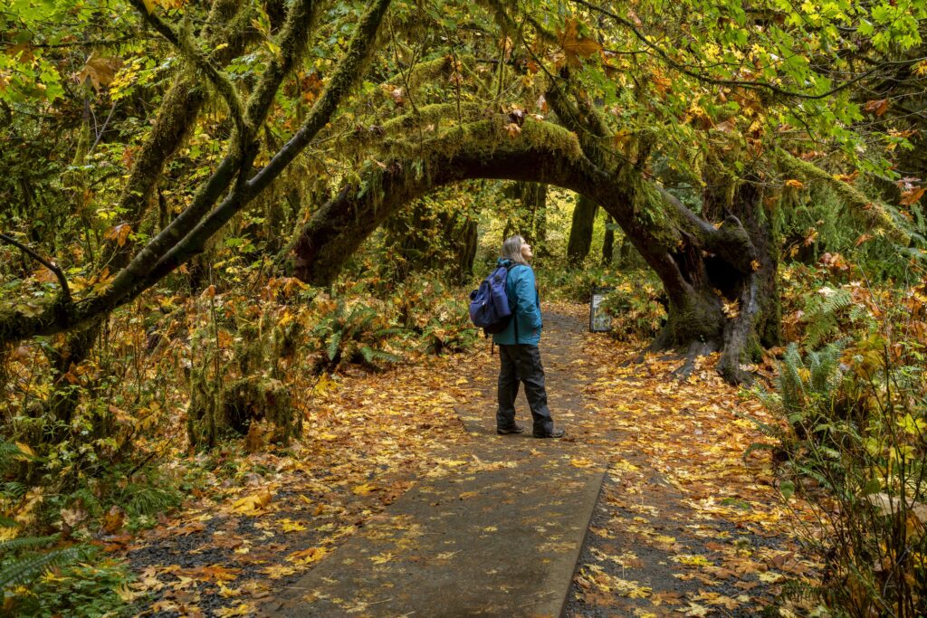 Hoh Rain Forest in Fall, Celebrating Community Together, blog, Olympic Peninsula Washington