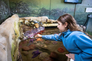 Photo of a child interacting with touch pools at the Feiro Marine Life Center in Port Angeles, WA