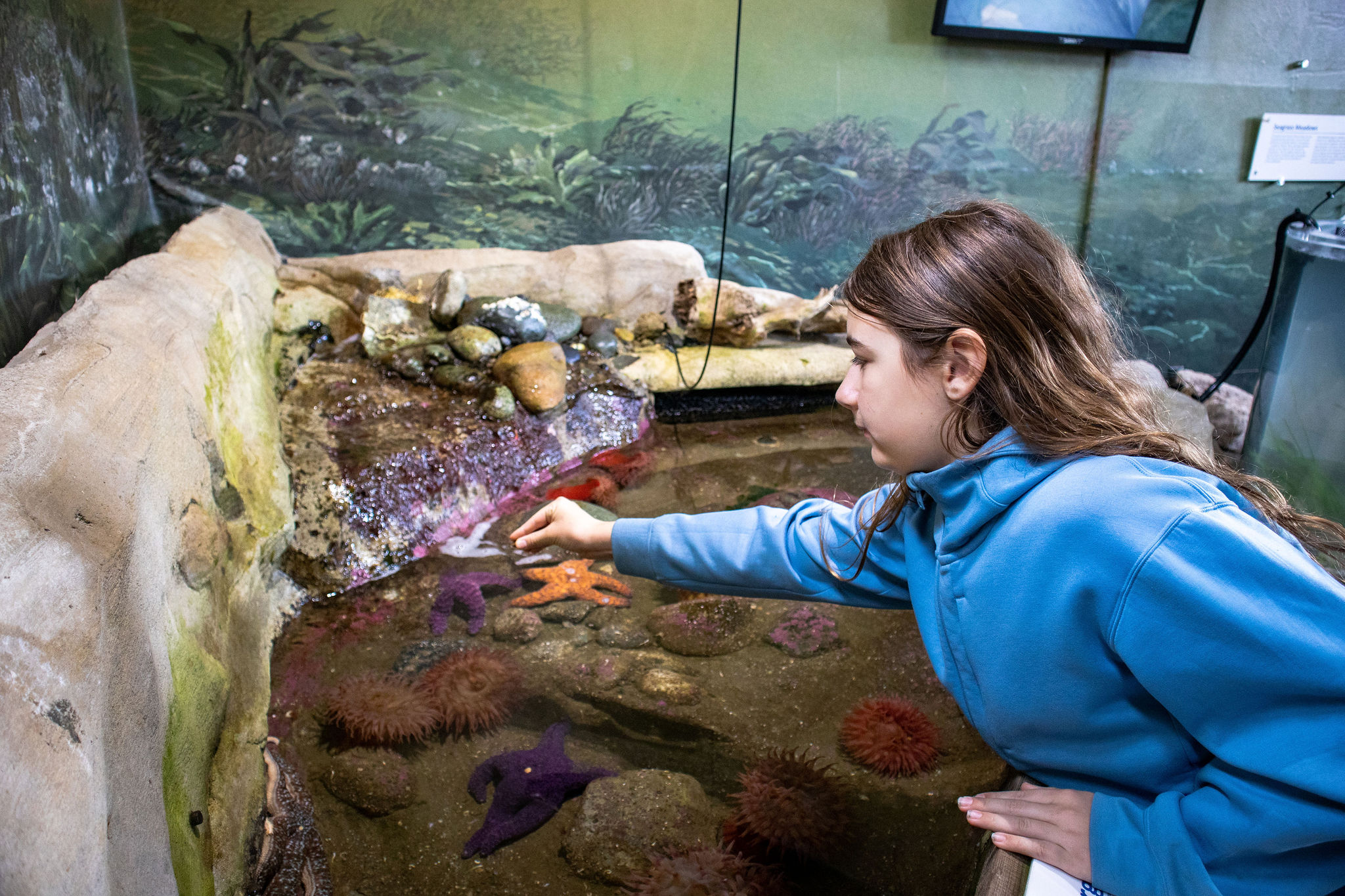 Photo of a child interacting with touch pools at the Feiro Marine Life Center in Port Angeles, WA