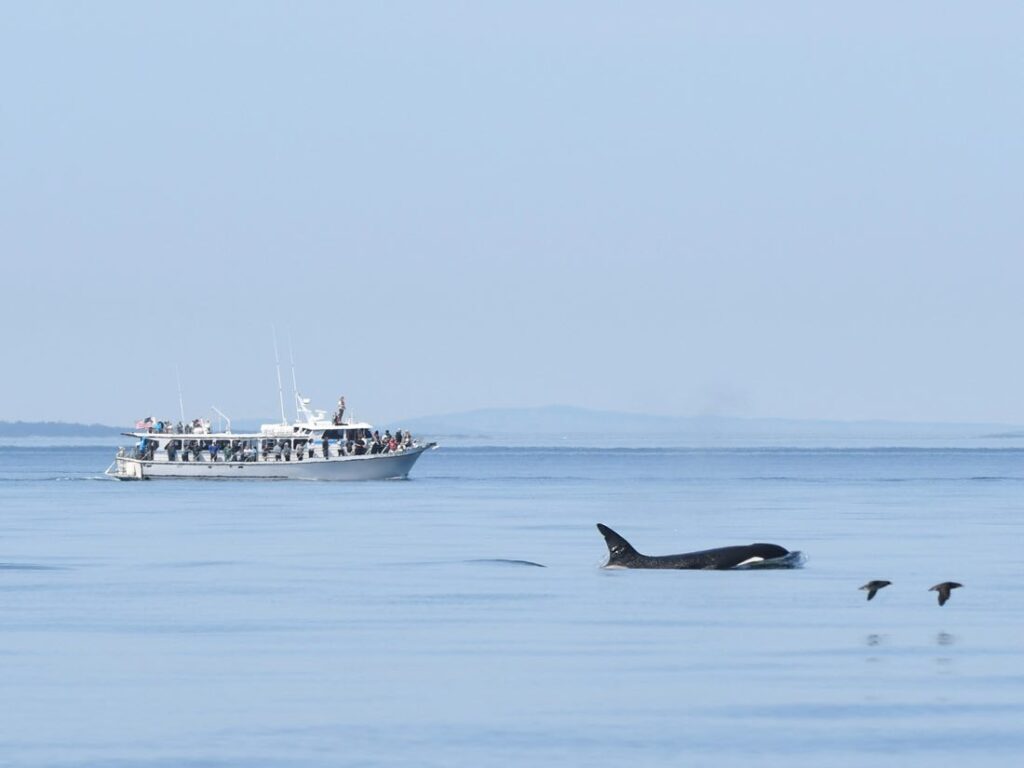 Bigg's Orcas — Whale Watching on the Olympic Peninsula