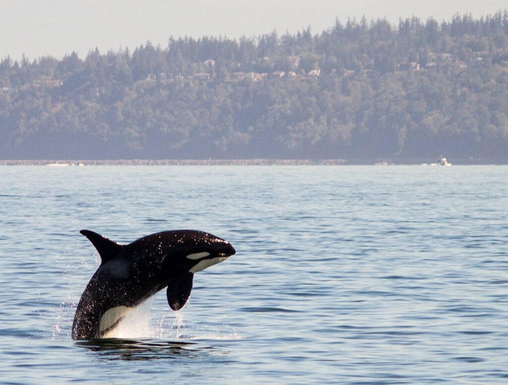 Bigg's Orcas — Whale Watching on the Olympic Peninsula