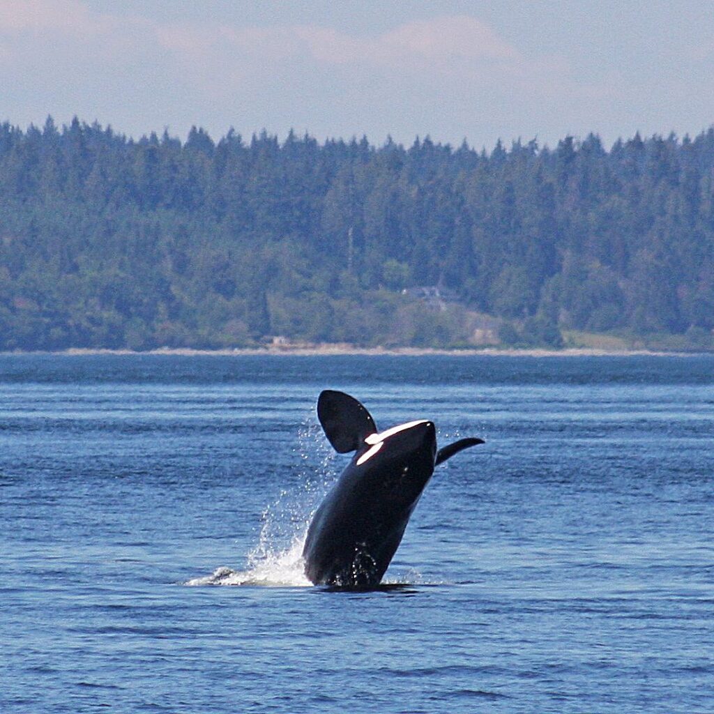 Bigg's Orcas — Whale Watching on the Olympic Peninsula