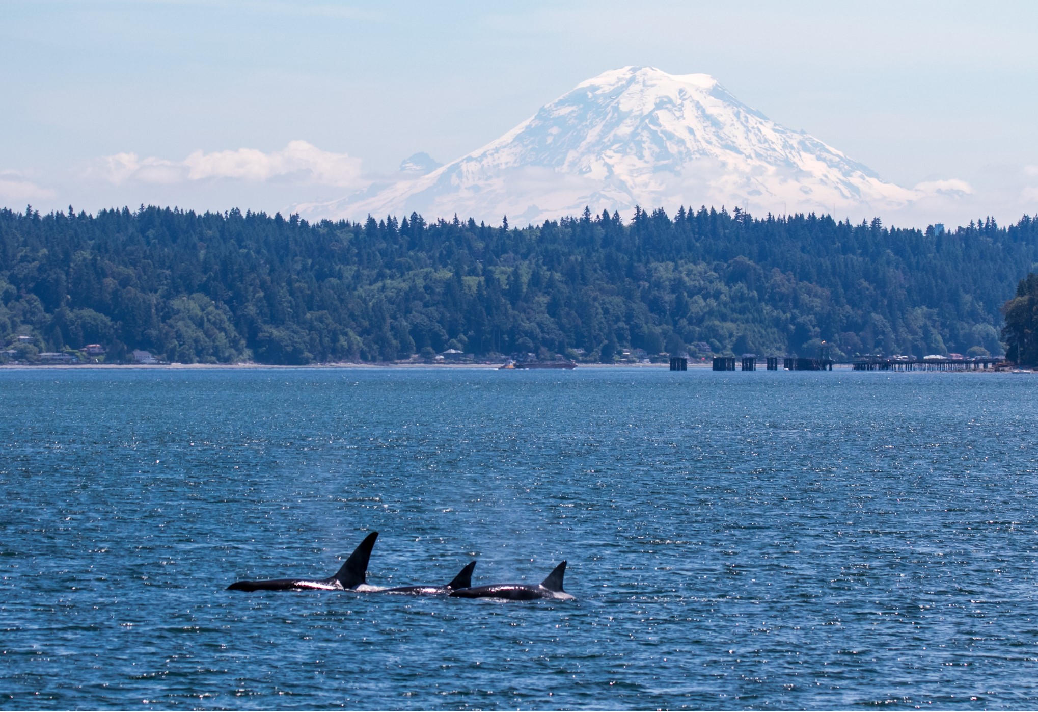 Bigg's Orcas — Whale Watching on the Olympic Peninsula