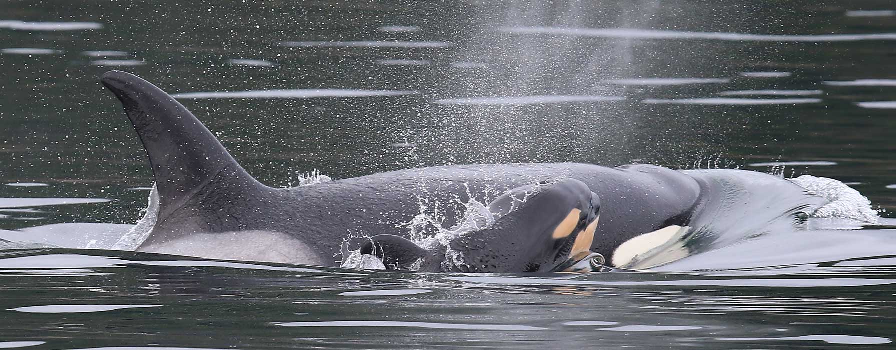 Bigg's Orcas — Whale Watching on the Olympic Peninsula