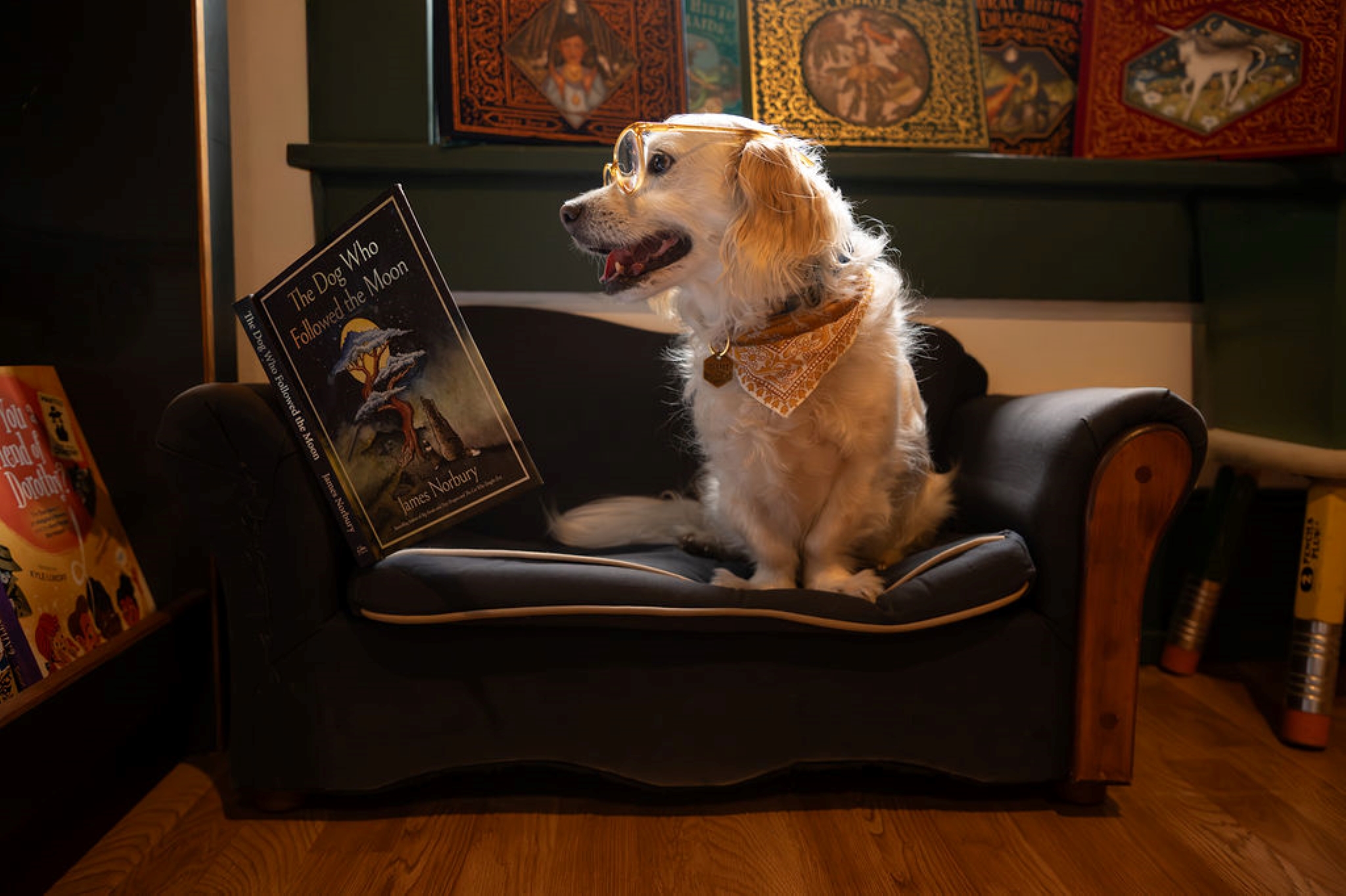 A book-loving rover on the dog couch at Imprint Bookshop in Port Townsend.
