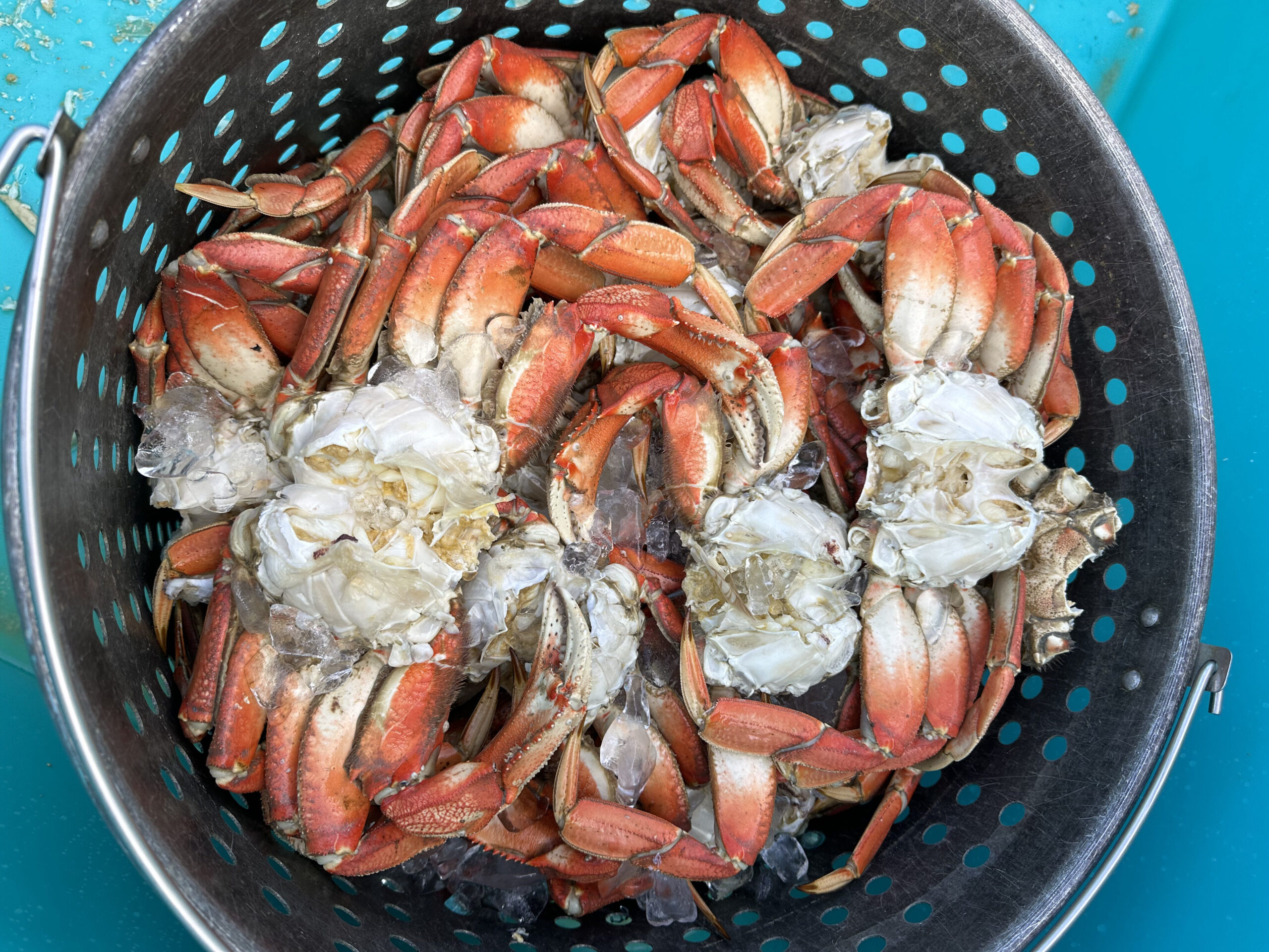 Photo of crabs in a colander at the Dungeness Crab Festival: Tribal and Cultural Traditions