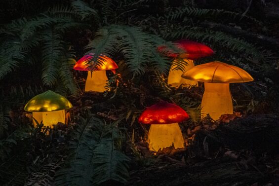 Photo of fake mushroom lights at Webster's Woods Light Experience in Port Angeles, WA