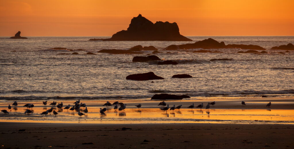 Photo of a Pacific Ocean beach sunset with birds walking on the beach and large rocks out in the ocean - Discover Winter Wonders All Around the Olympic Peninsula