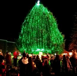 photo of tree lighting in Shelton, WA