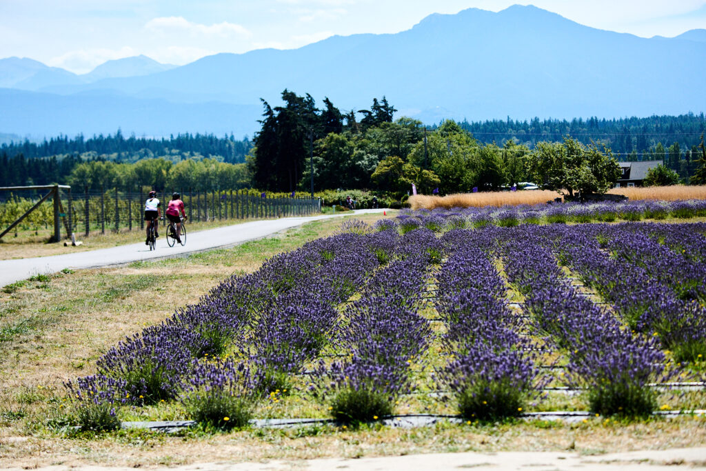 Photo of a field of lavender with bike riders, trees and mountains in the background | Runs, Races and Rides in 2026