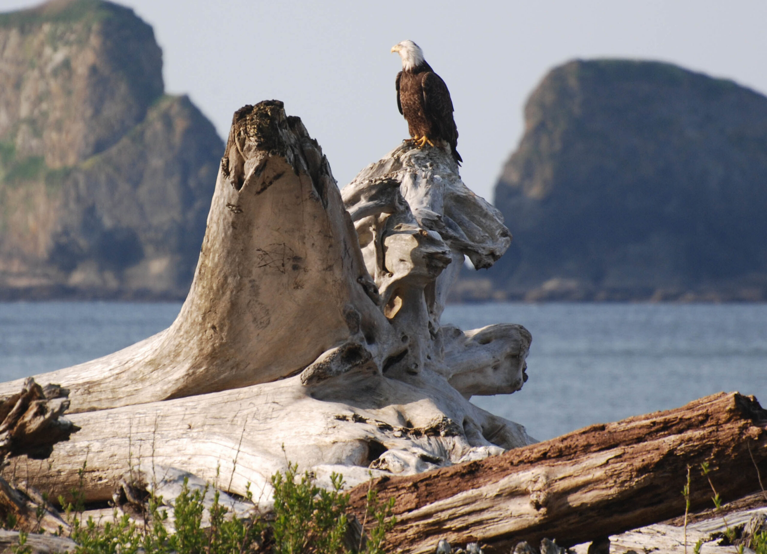 Photo of a bald eagle perched on a log at a beach near La Push, WA on the Olympic Peninsula | Where Forest Meet the Sea: Exploring Forks with Care