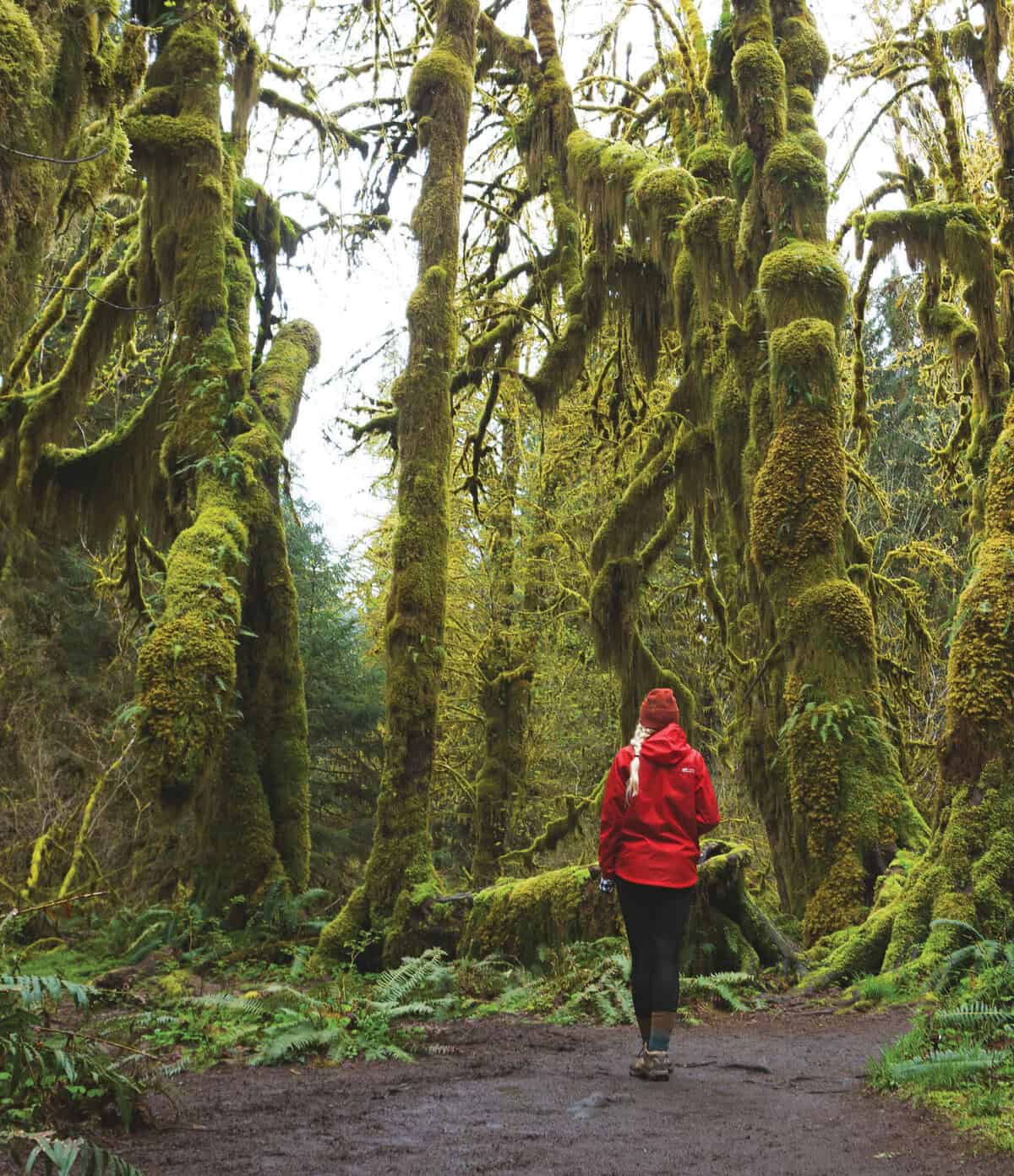 Photo of a person walking through the Hoh Rain Forest on the Olympic Peninsula in Washington state | Where Forest Meet the Sea: Exploring Forks with Care