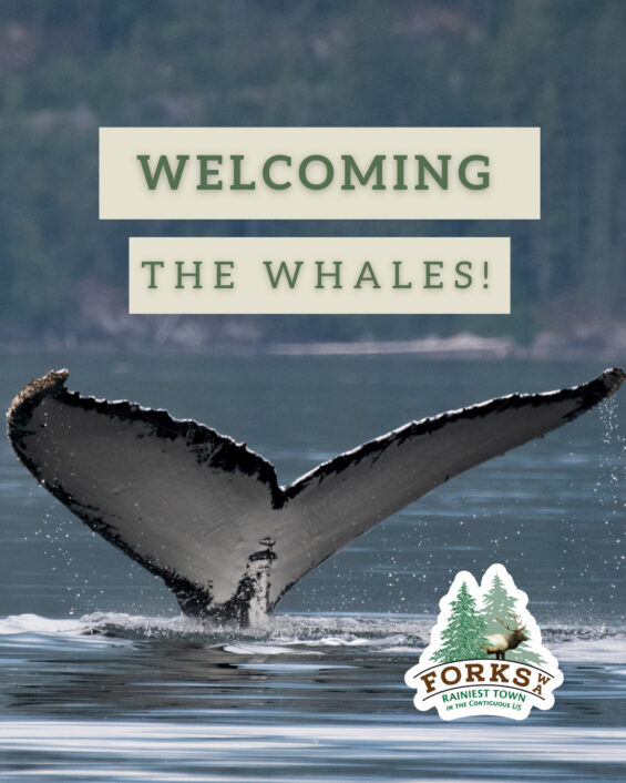 Photo of a whale with only its tail out of the water