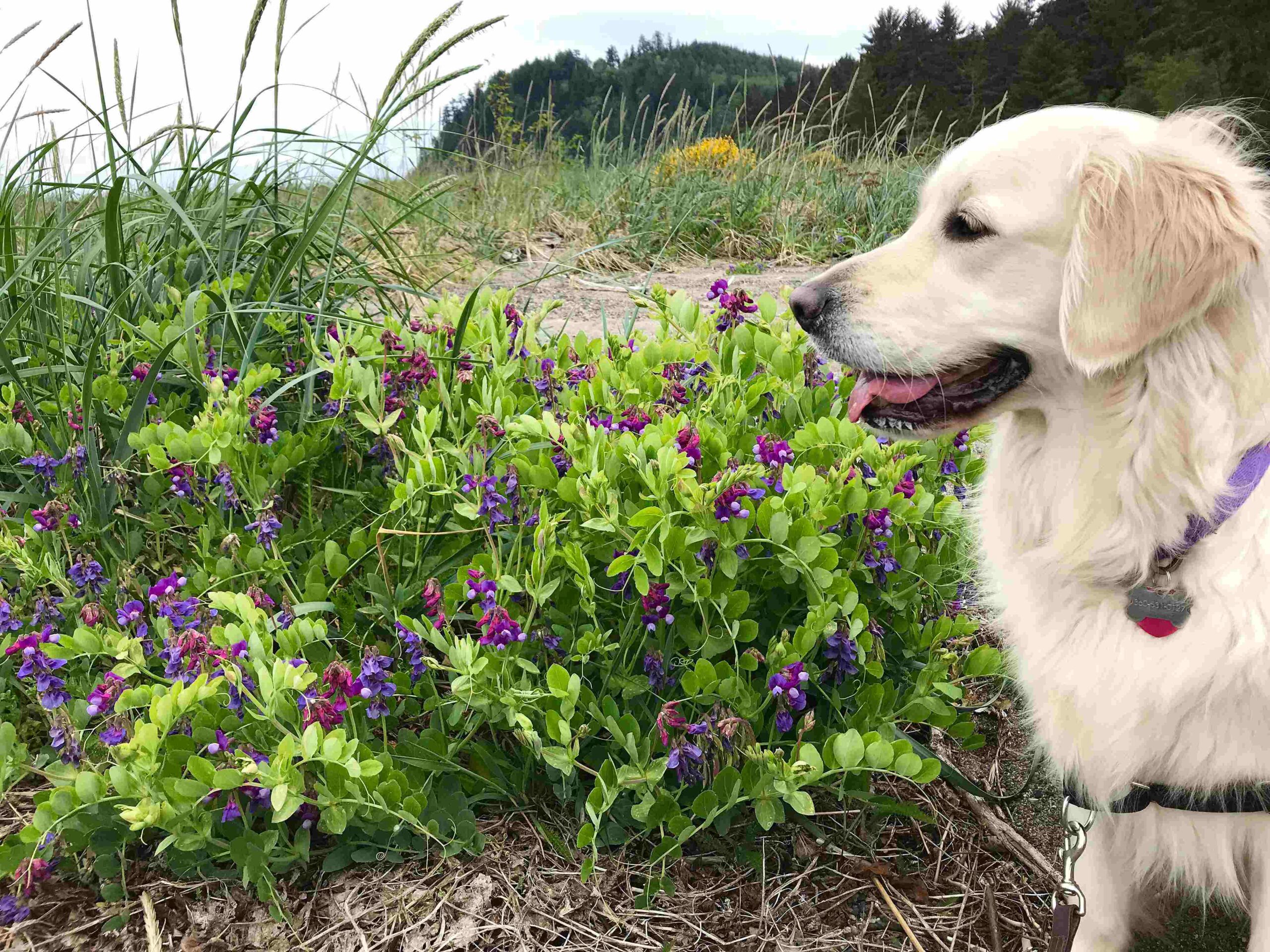 photo of a dog at Clallam Bay County Park | Clallam County Parks Offer Diverse Recreation and Stellar Scenery