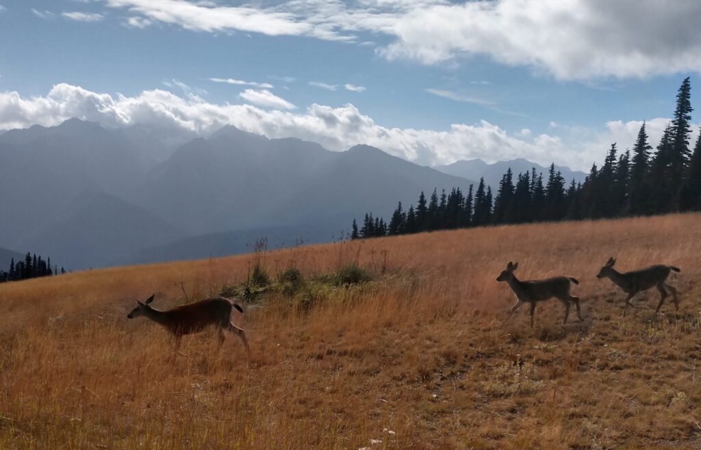 photo of deer in a field with Hurricane Ridge on the Olympic Peninsula in the background