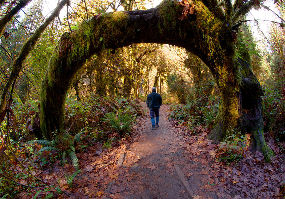 Walk through the trees in the Olympic National Park